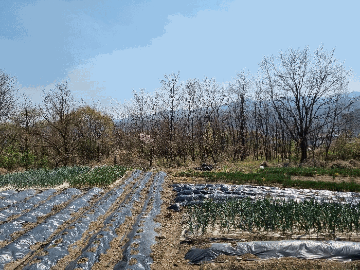 경상북도 영천시 신녕면 완전리 775-3 전 경매 사진 14