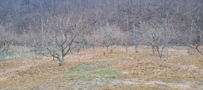 경상북도 청도군 이서면 신촌리 234 외 1필지 답 경매 사진 5