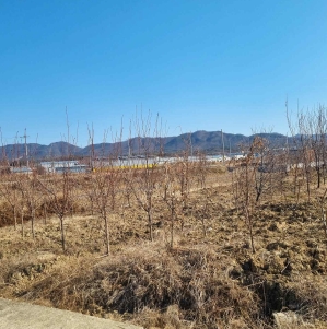 경상북도 영천시 대창면 강회리 159 답 경매 사진 4