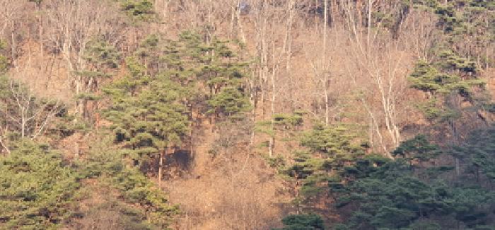 경상북도 경산시 남천면 산전리 산150 임야 경매 사진 6