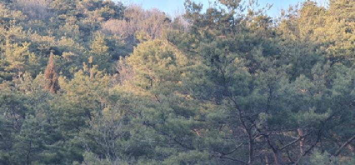 경상북도 경산시 남천면 산전리 산150 임야 경매 사진 7