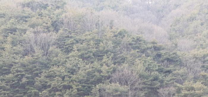 경상북도 경산시 남천면 산전리 산150 임야 경매 사진 8