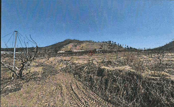 경상북도 영천시 대창면 조곡리 441-2 답 경매 사진 9