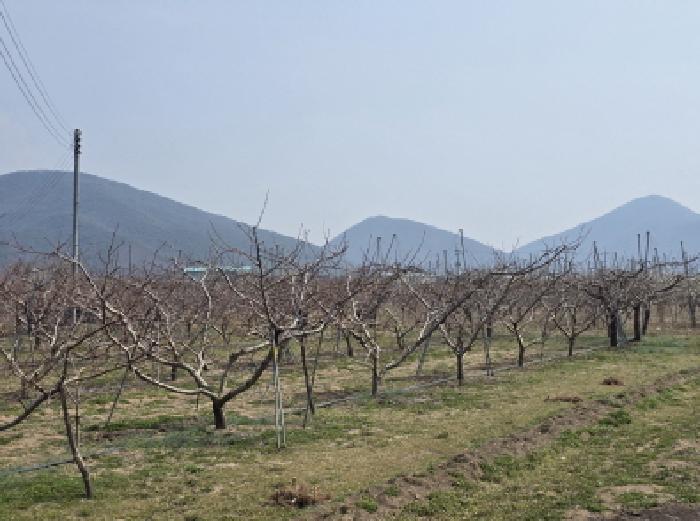 경상북도 영천시 임고면 덕연리 279 외 3필지 전 경매 사진 4