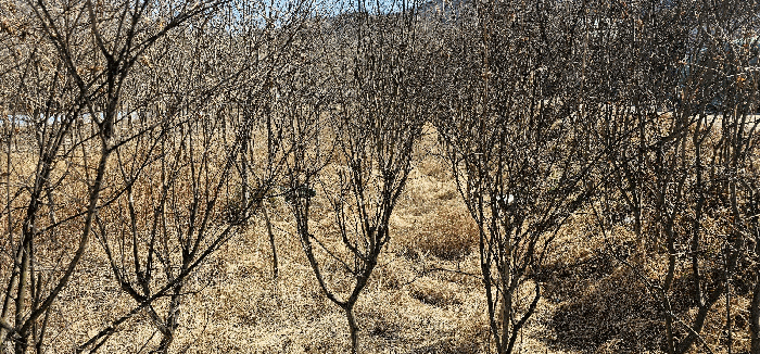 경상북도 성주군 대가면 칠봉리 1052 답 경매 사진 22