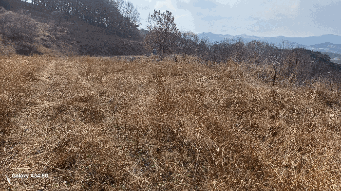 경상북도 안동시 풍천면 가곡리 440-1 외 4필지 전 경매 사진 19