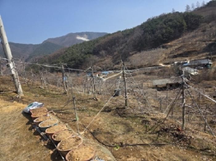 경상북도 안동시 길안면 배방리 100-1 전 경매 사진 4