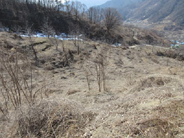 경상북도 예천군 효자면 고항리 178 외 6필지 전 경매 사진 2