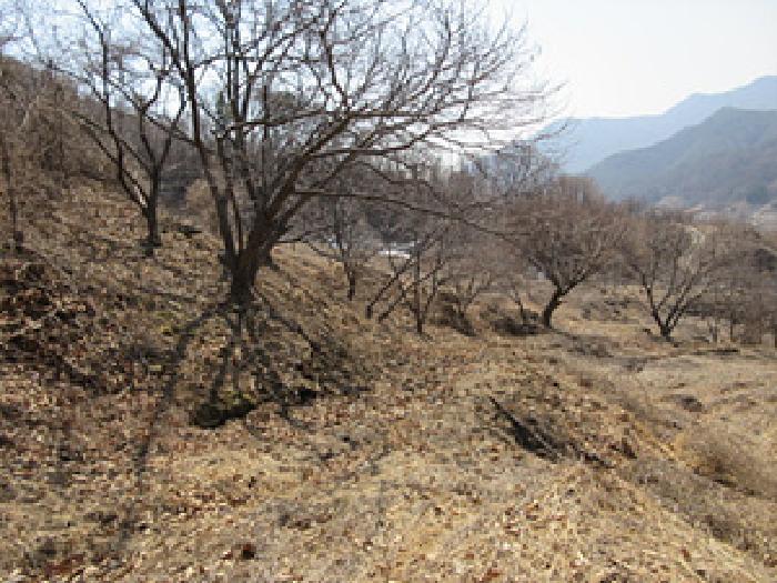 경상북도 예천군 효자면 고항리 178 외 6필지 전 경매 사진 4