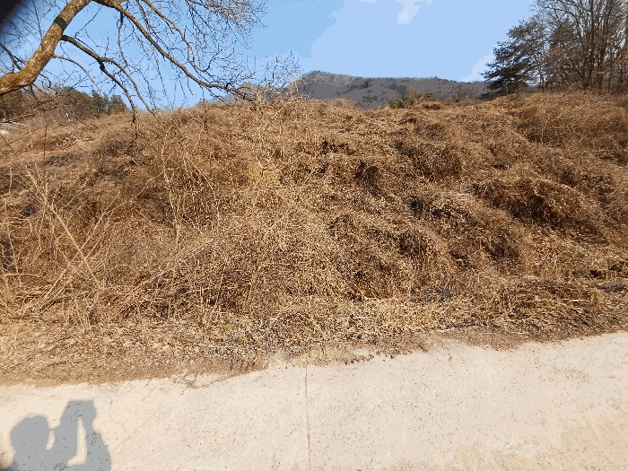 경상북도 문경시 농암면 내서리 723-9 전 경매 사진 19