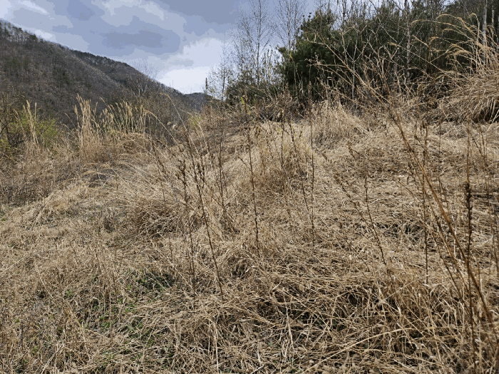 경상북도 의성군 옥산면 오류리 283 전 경매 사진 3