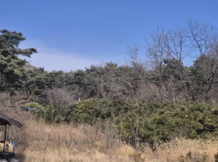 경상북도 포항시 남구 오천읍 문덕리 산156-2 임야 경매 사진 6