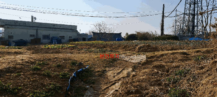 부산광역시 기장군 장안읍 좌천리 390 전 경매 사진 9