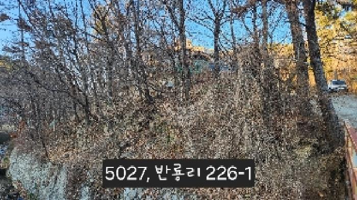 부산광역시 기장군 장안읍 반룡리 226-1 외 3필지 임야 경매 사진 15