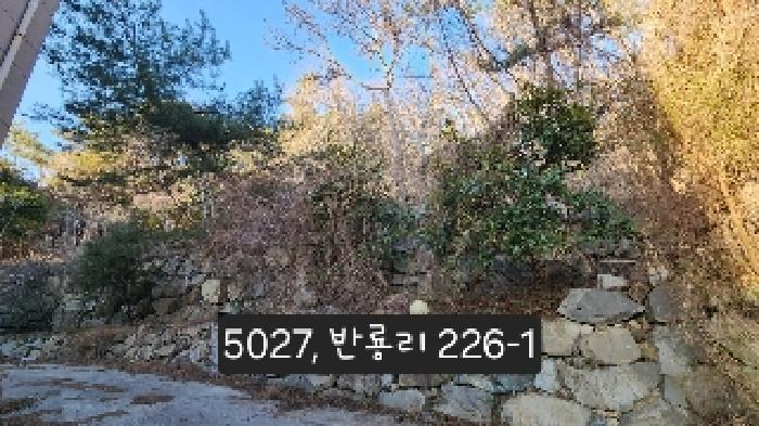 부산광역시 기장군 장안읍 반룡리 226-1 외 3필지 임야 경매 사진 17