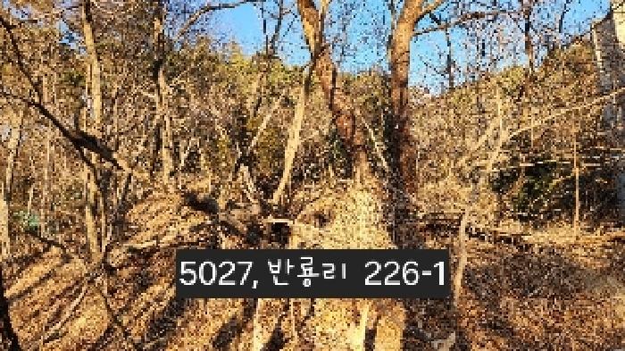부산광역시 기장군 장안읍 반룡리 226-1 외 3필지 임야 경매 사진 18