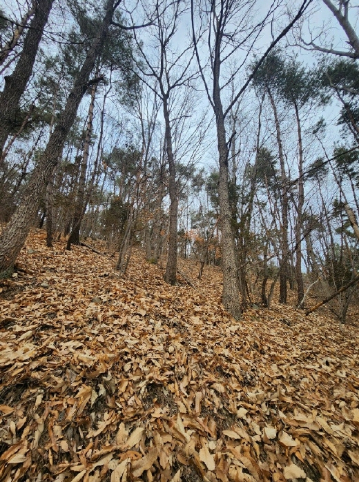 부산광역시 기장군 일광읍 용천리 산55-2 임야 경매 사진 29