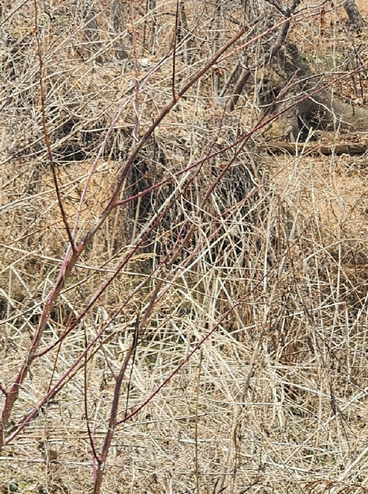 부산광역시 기장군 일광읍 용천리 산55-2 임야 경매 사진 30