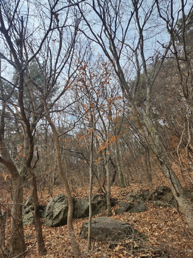 부산광역시 기장군 일광읍 용천리 산55-2 임야 경매 사진 31