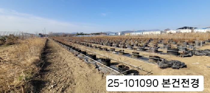 부산광역시 강서구 대저2동 513-48 답 경매 사진 9