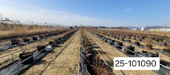 부산광역시 강서구 대저2동 513-48 답 경매 사진 10