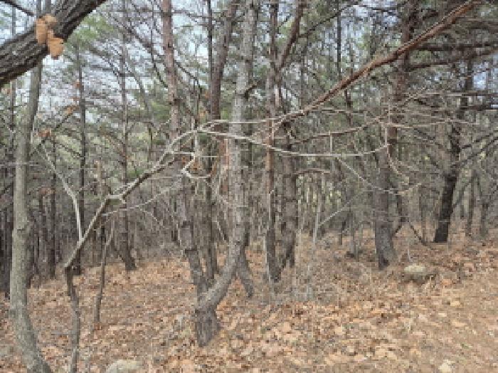 울산광역시 북구 달천동 산166 임야 경매 사진 3