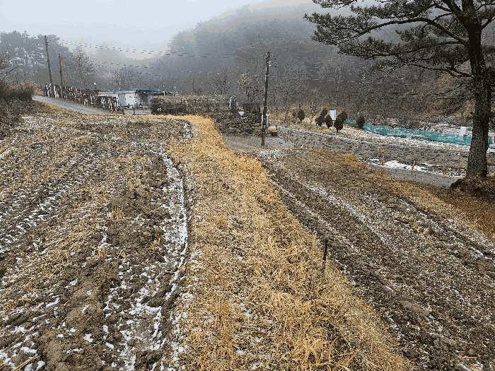 울산광역시 울주군 상북면 산전리 705-1 답 경매 사진 19