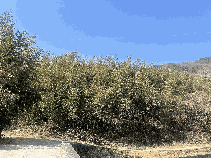 경상남도 하동군 악양면 평사리 916-1 임야 경매 사진 19