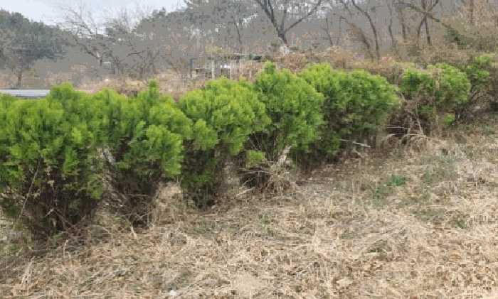 경상남도 창녕군 남지읍 학계리 10-7 전 경매 사진 40