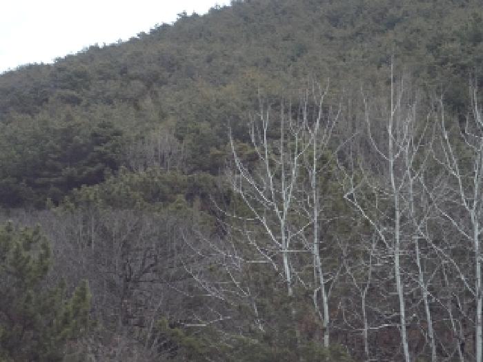 경상남도 창녕군 이방면 상리 산30 임야 경매 사진 1