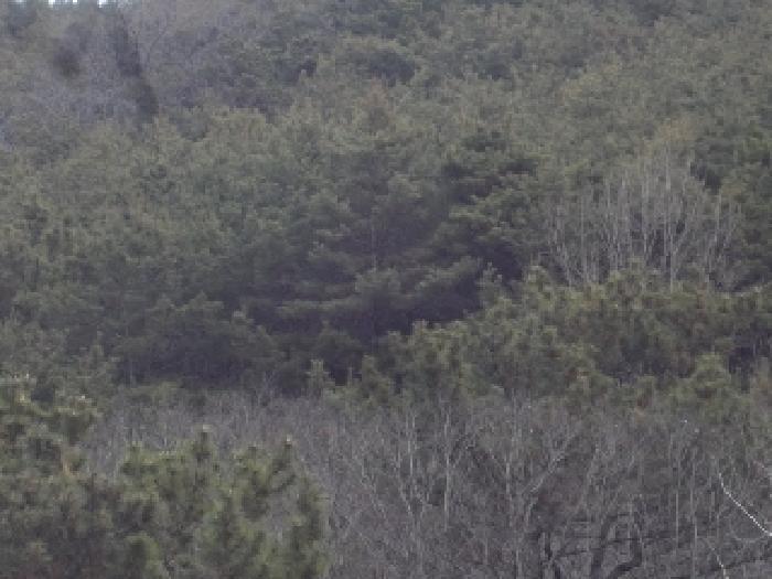 경상남도 창녕군 이방면 상리 산30 임야 경매 사진 2