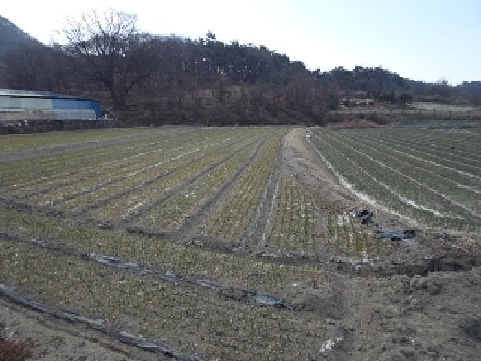 경상남도 창녕군 이방면 거남리 682-1 외 1필지 답 경매 사진 2
