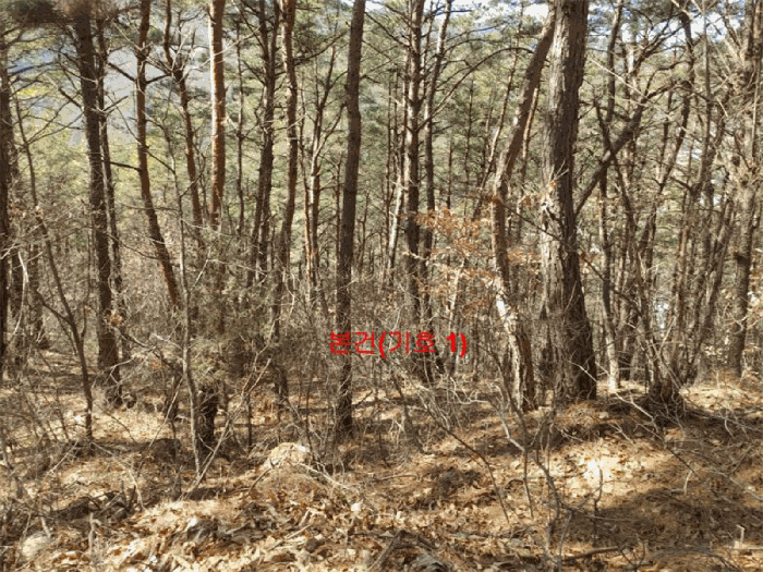 경상남도 합천군 합천읍 용계리 산95 임야 경매 사진 13