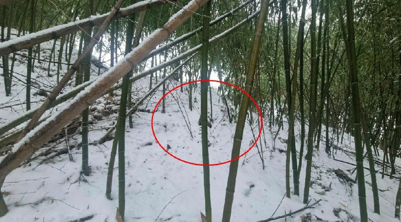 경상남도 함양군 함양읍 이은리 972-5 임야 경매 사진 8