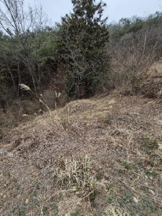 전라남도 나주시 삼영동 산42 임야 경매 사진 15