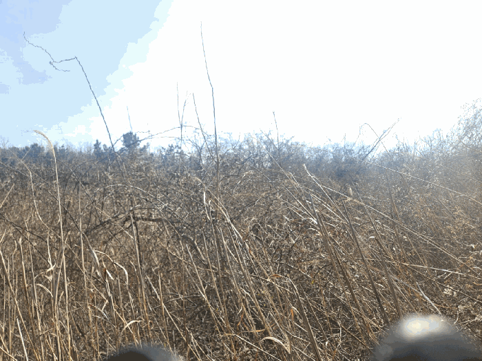 전라남도 영광군 백수읍 지산리 235 전 경매 사진 12