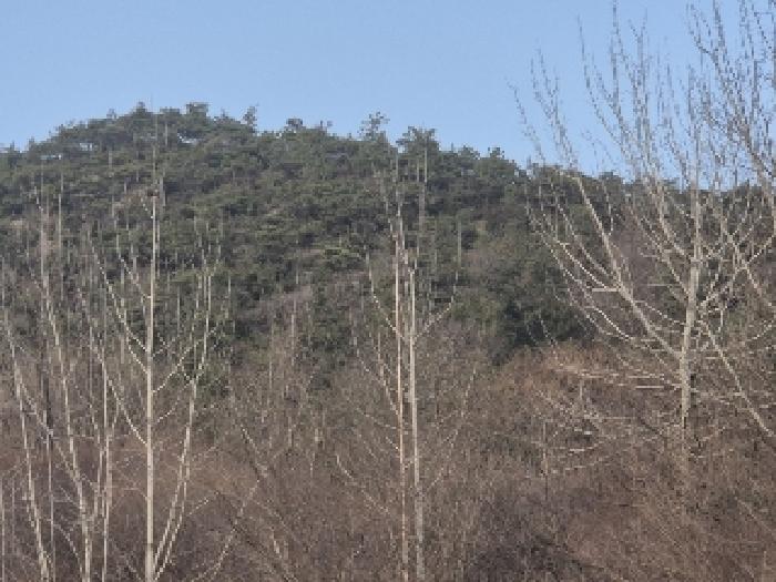 전라남도 나주시 공산면 남창리 산56 임야 경매 사진 3