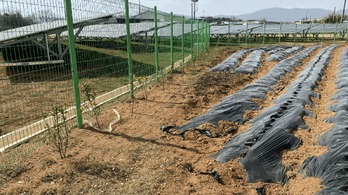 전라남도 함평군 월야면 계림리 588 대지 경매 사진 14