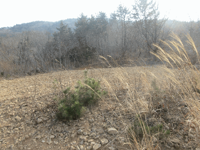 전라남도 여수시 돌산읍 평사리 1252-7 외 4필지 전 경매 사진 21
