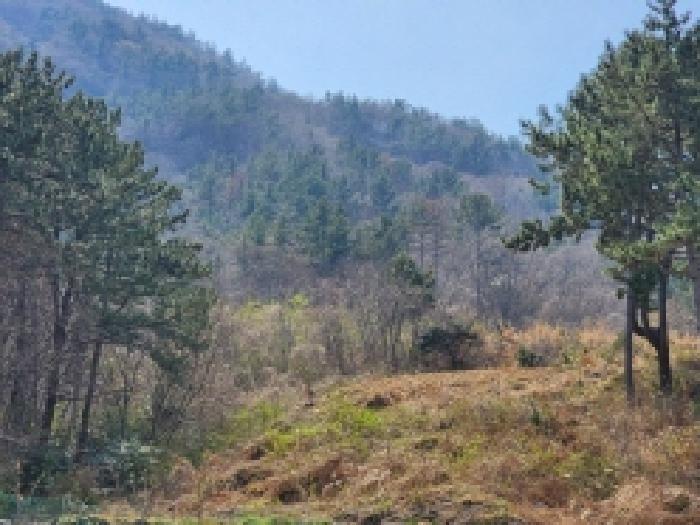 전라남도 여수시 돌산읍 평사리 1252-7 외 4필지 전 경매 사진 4