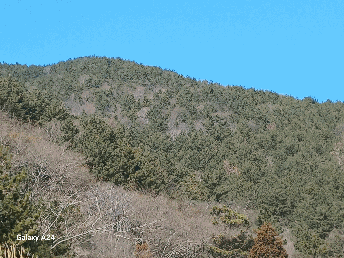 전라남도 여수시 돌산읍 신복리 산460 임야 경매 사진 8