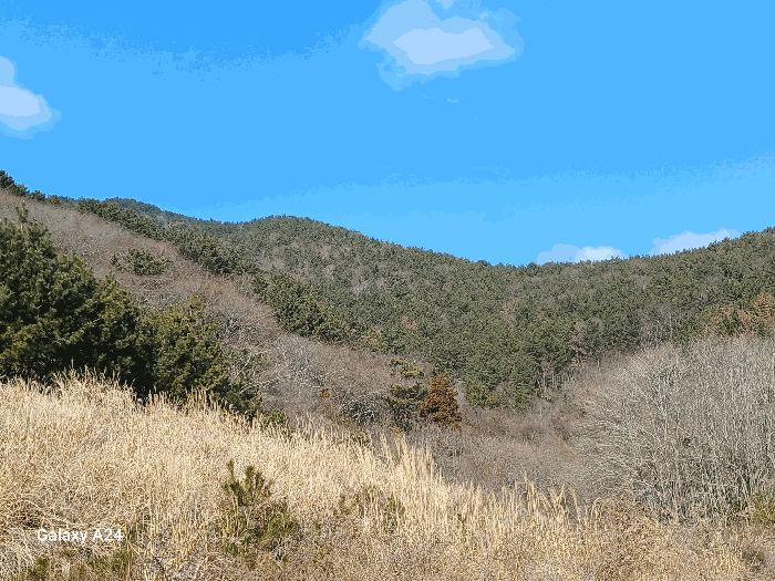전라남도 여수시 돌산읍 신복리 산460 임야 경매 사진 9