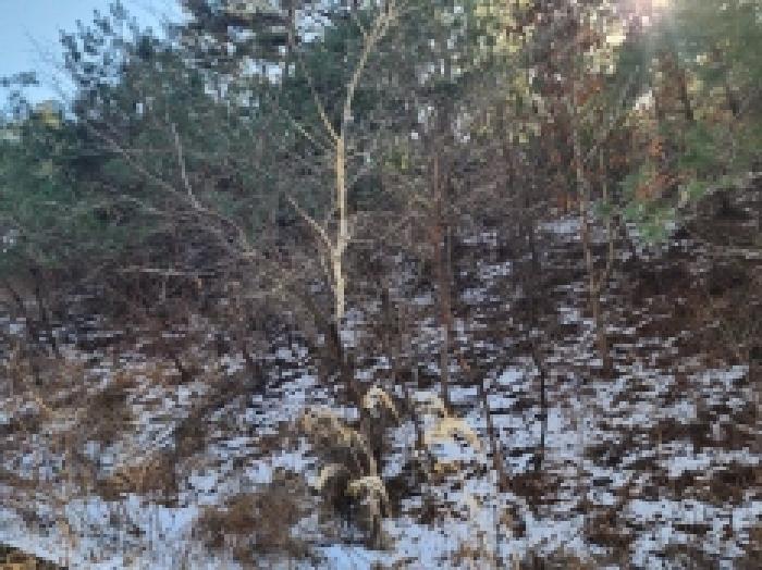 전라남도 보성군 문덕면 귀산리 산112 임야 경매 사진 95