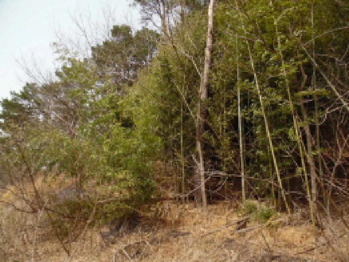 전북특별자치도 완주군 고산면 양야리 684-2 외 15필지 임야 경매 사진 2