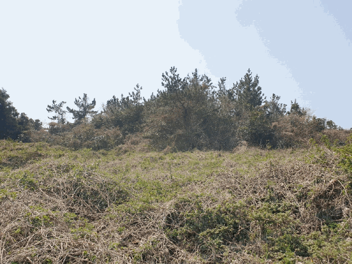 제주특별자치도 서귀포시 상예동 2755-1 외 26필지 임야 경매 사진 111