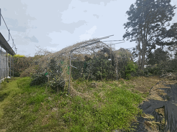 제주특별자치도 서귀포시 서호동 15-1 외 3필지 근린생활시설 경매 사진 49