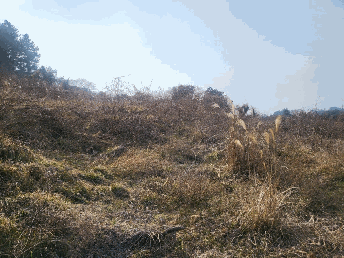 제주특별자치도 서귀포시 안덕면 감산리 7 외 1필지 전 경매 사진 7
