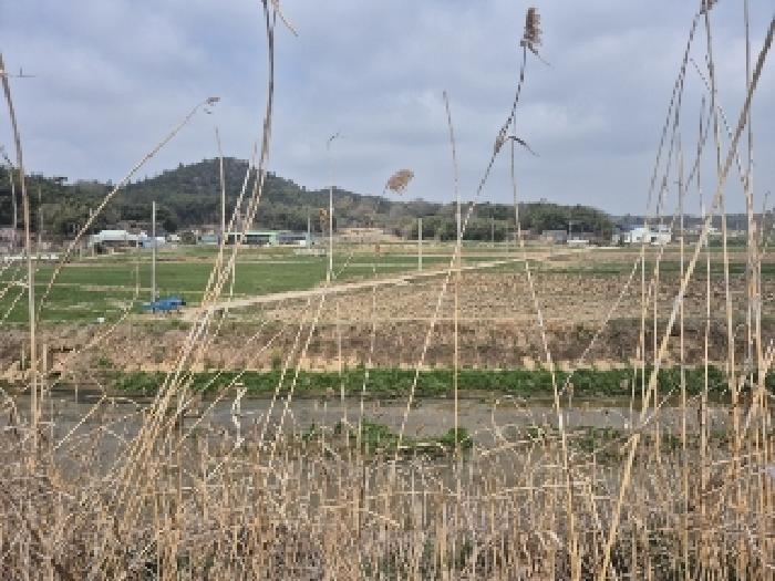 전라남도 나주시 반남면 청송리 1154-11 답 경매 사진 12