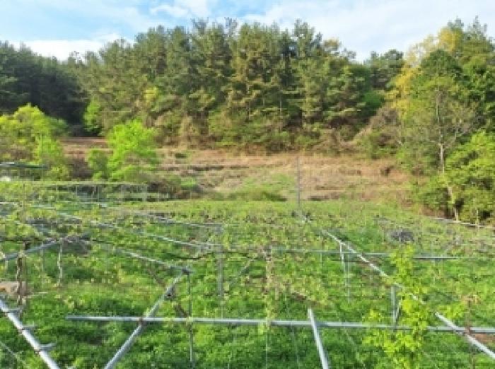 전라남도 광양시 옥룡면 추산리 1454 외 1필지 전 경매 사진 2