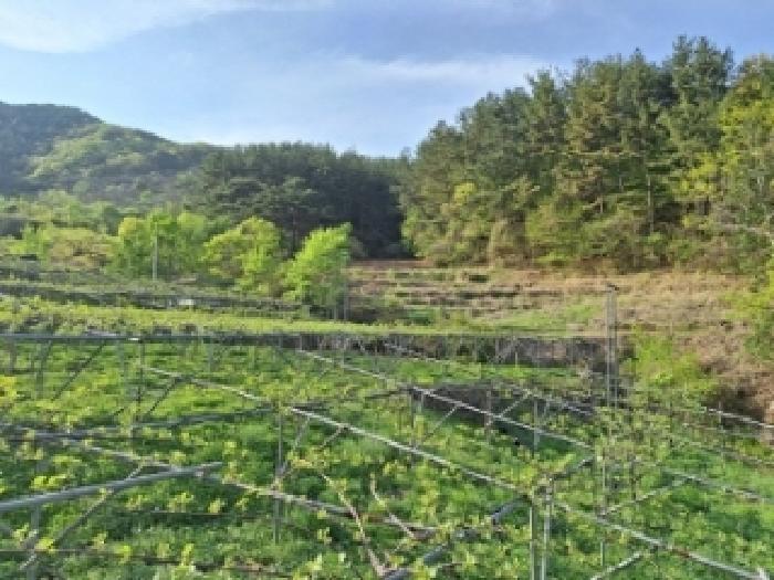 전라남도 광양시 옥룡면 추산리 1454 외 1필지 전 경매 사진 9
